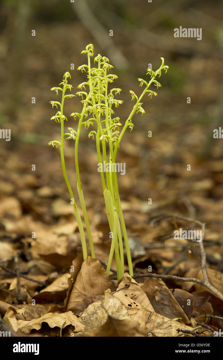Early Coralroot (Corallorhiza trifida) flowering, group growing in shady beech woodland, Alps, France, June Stock Photo