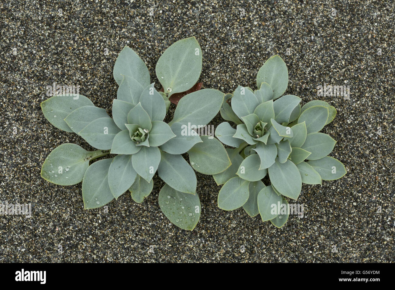Oysterplant (Mertensia maritima) leaves, growing on sandy beach, Newfoundland, Canada, July Stock Photo