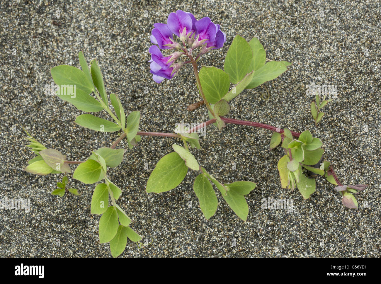 Sea Pea (Lathyrus japonicus) flowering, growing on sandy beach, Newfoundland, Canada, July Stock Photo