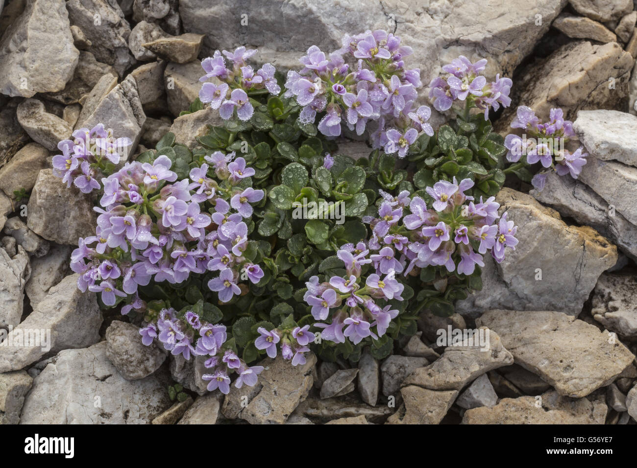 Round-leaved Penny-cress (Thlaspi rotundifolium) flowering, growing at high altitude on dolomitic rock (at 2500m), Dolomites, Italian Alps, Italy, July Stock Photo