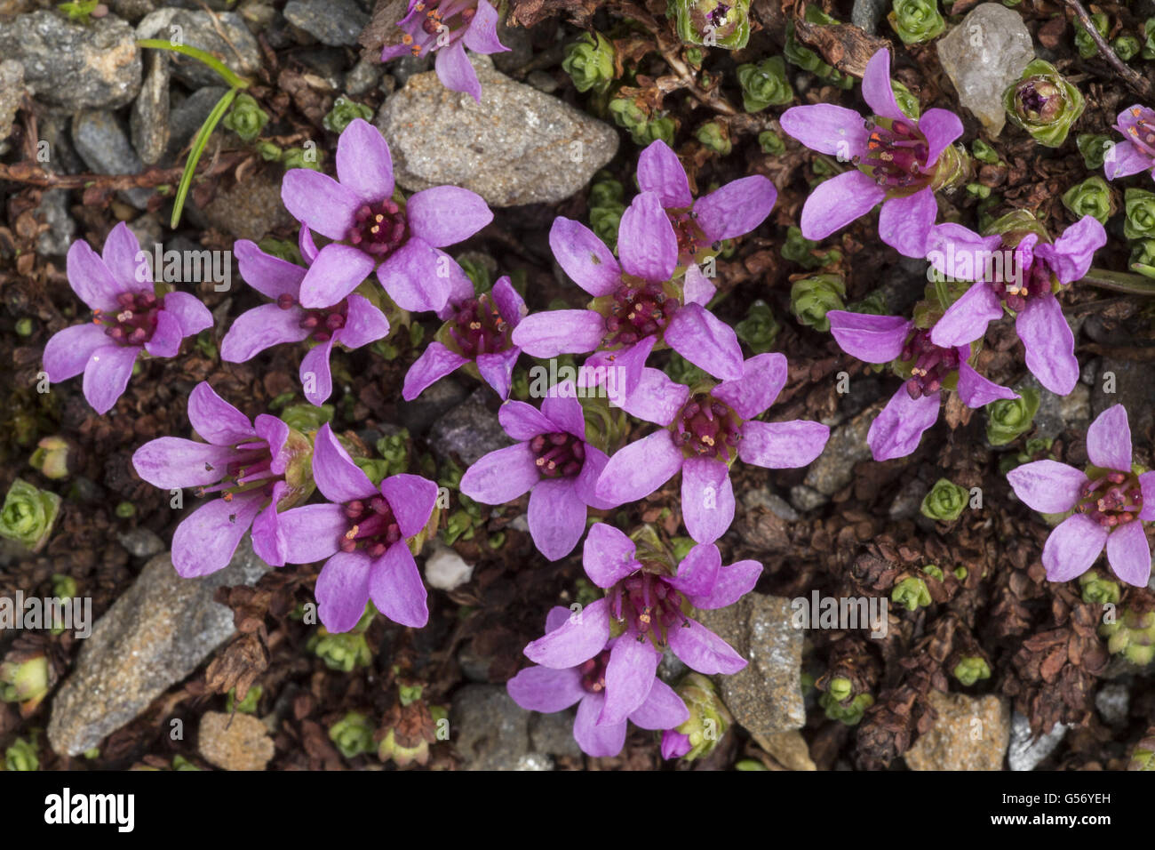 Purple Saxifrage (Saxifraga oppositifolia) flowering, growing at high altitude, soon after snow-melt, Swiss Alps, Switzerland, July Stock Photo