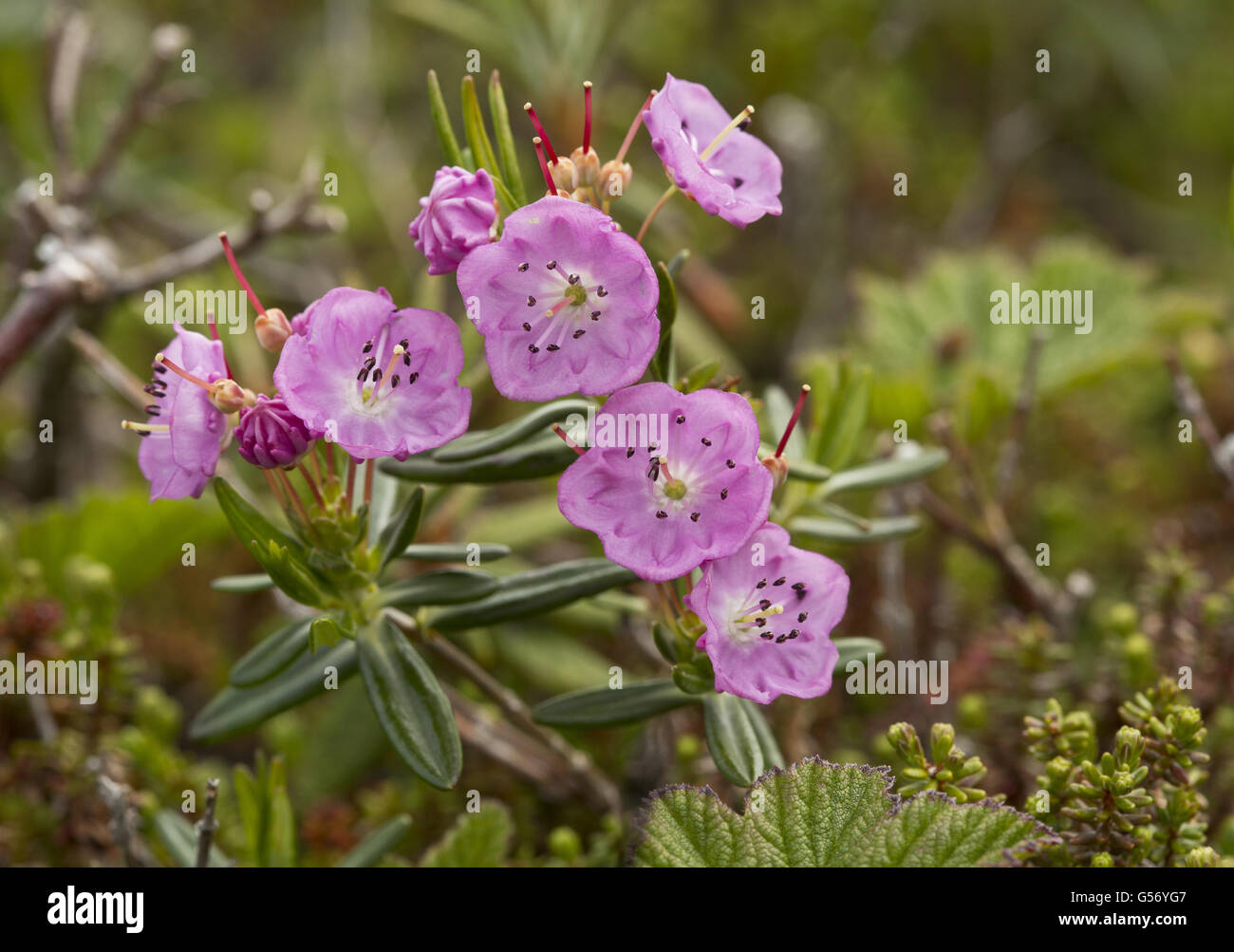 Bog-laurel  (Kalmia polifolia) flowering, growing on damp boreal tundra, Newfoundland, Canada, July Stock Photo