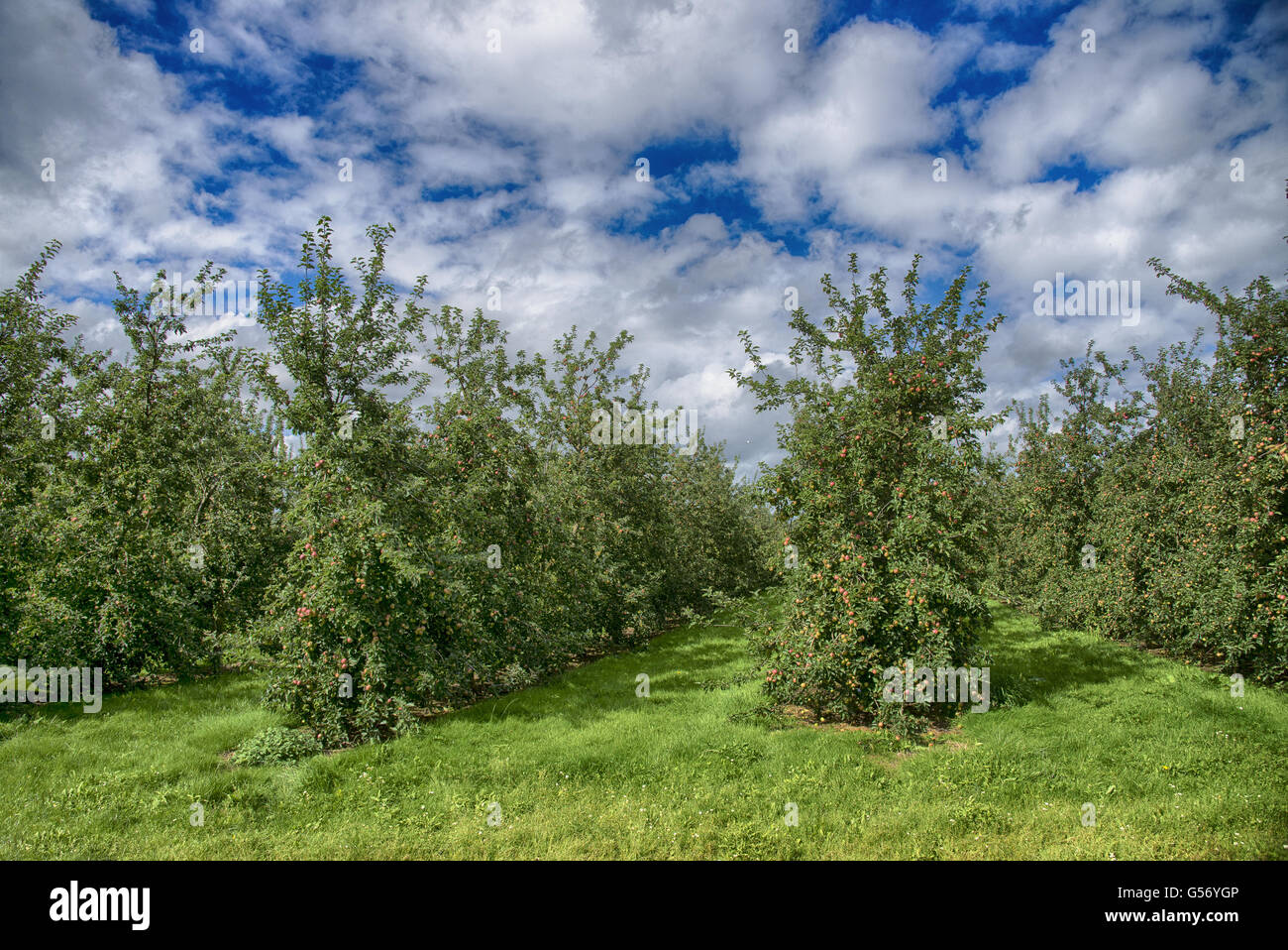 Cultivated Apple (Malus domestica) orchard, with fruit on trees, Kington, Herefordshire, England, September Stock Photo