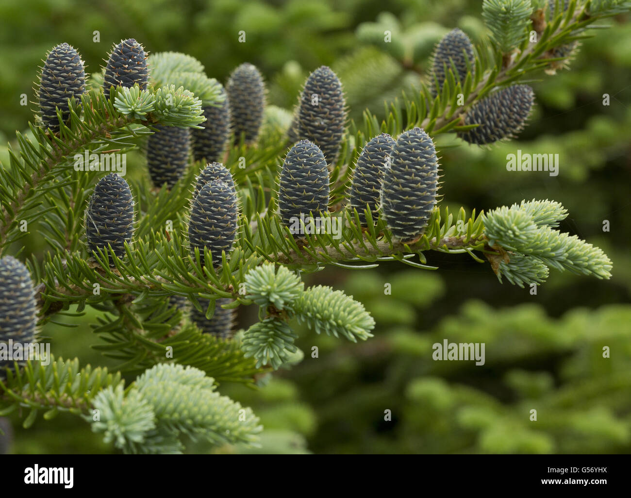 Balsam Fir (Abies balsamea) close-up of female cones, Newfoundland, Canada, July Stock Photo