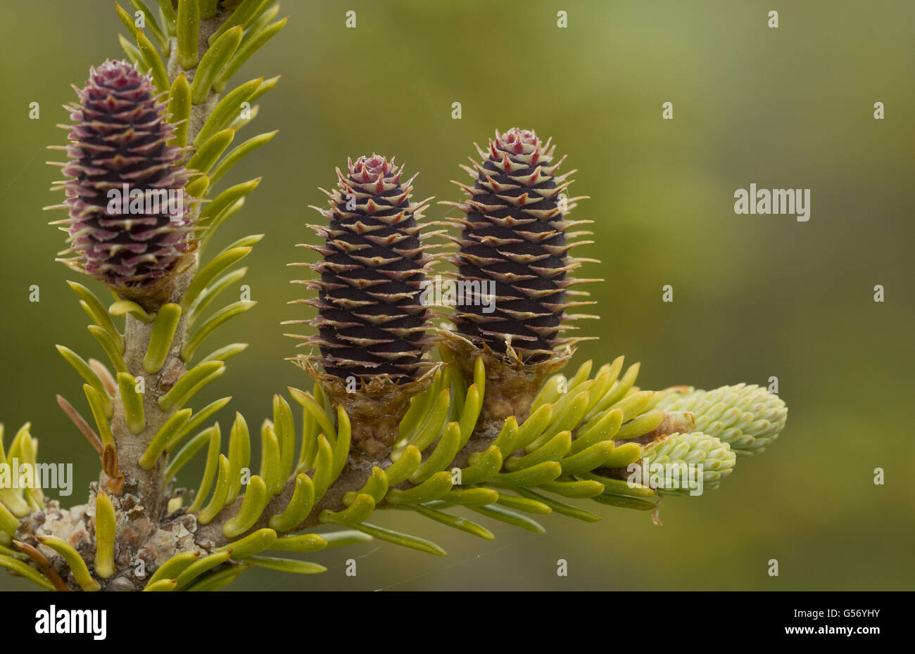 Balsam fir cone hi-res stock photography and images - Alamy