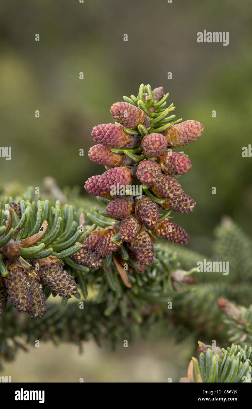 Spanish Fir (Abies pinsapo) close-up of male cones, Sierra de las Nieves, Malaga Province, Andalusia, Spain, April Stock Photo