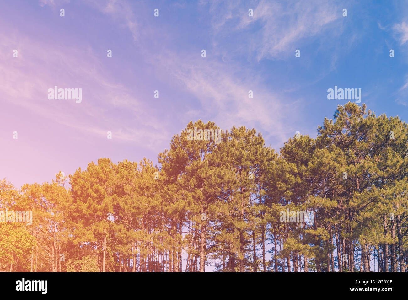Pine tree forest and blue sky with sunlight, vintage toned Stock Photo ...