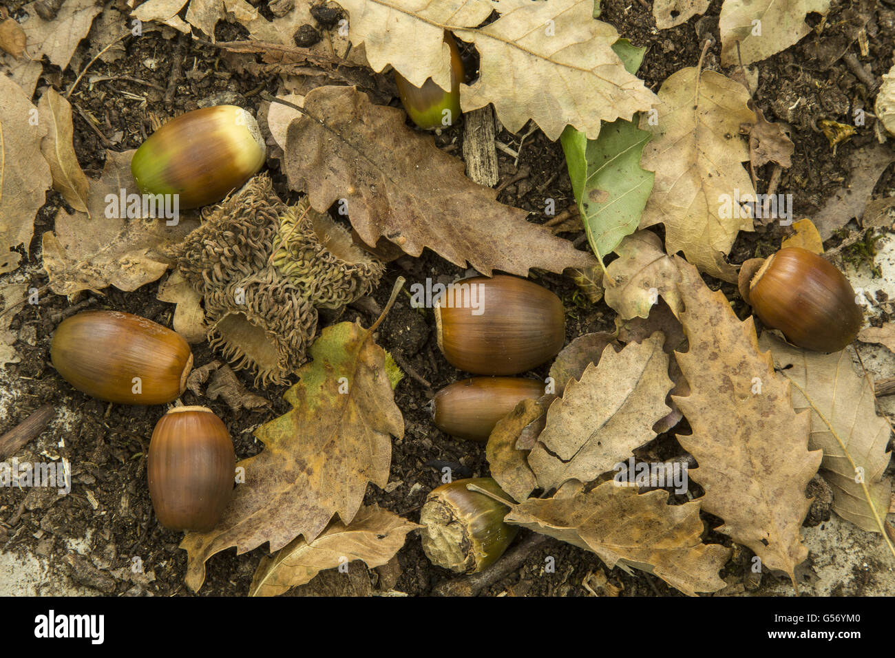 Turkey Oak (Quercus cerris) fallen acorns, cups and leaves, Greece, October Stock Photo