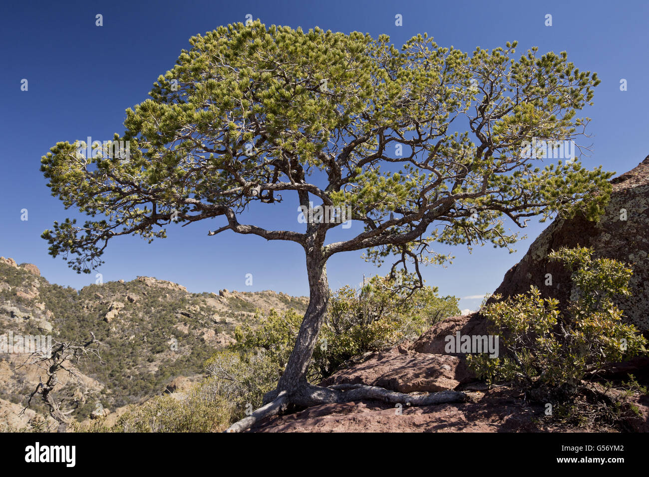 Mexican Pinyon Pine (Pinus cembroides) habit, growing in desert, Chisos Mountains, Big Bend N.P., Chihuahuan Desert, Texas, U.S.A., February Stock Photo