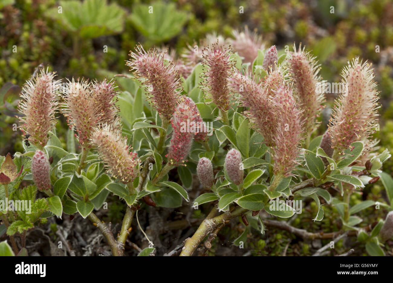 Grey Willow (Salix glauca) with catkins, growing on tundra, Newfoundland, Canada, July Stock Photo