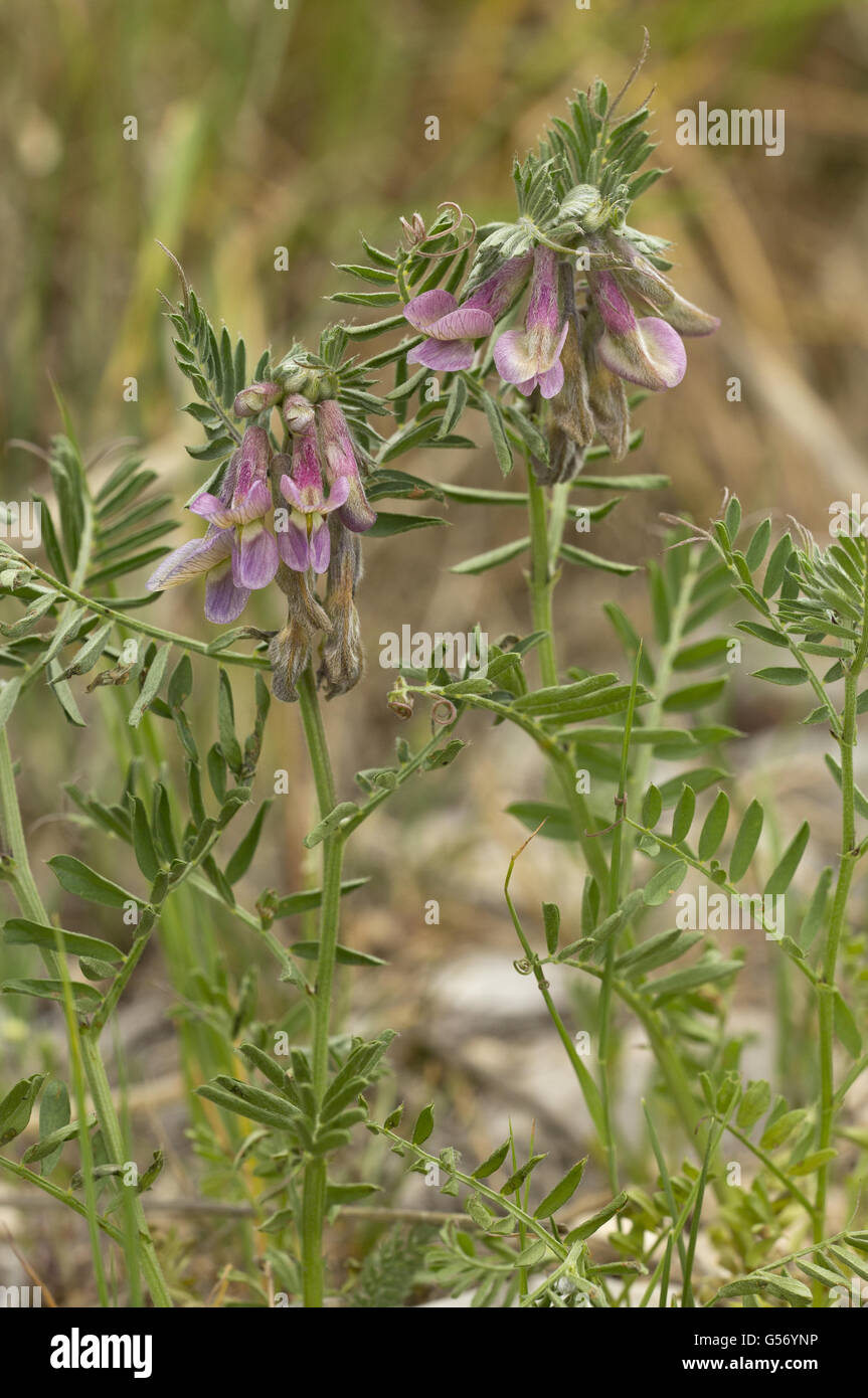 Hungarian Vetch (Vicia pannonica) flowering, Apennines, Italy, May Stock Photo