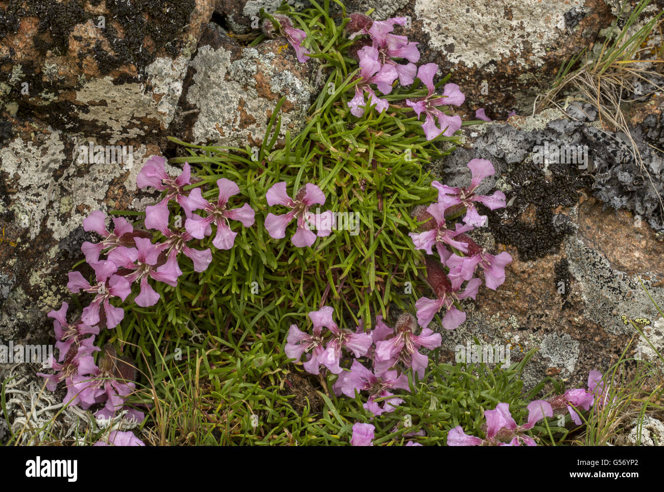 Dwarf Soapwort (Saponaria pumilio) flowering, growing on acid porphyrite rock, Italian Alps, Italy, July Stock Photo