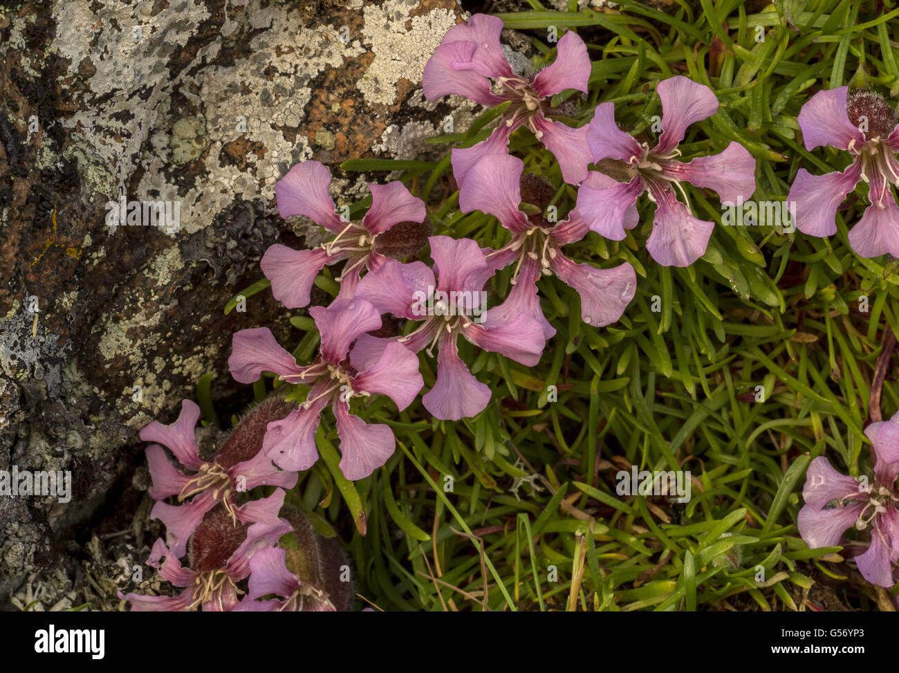 Dwarf Soapwort (Saponaria pumilio) flowering, growing on acid porphyrite rock, Italian Alps, Italy, July Stock Photo