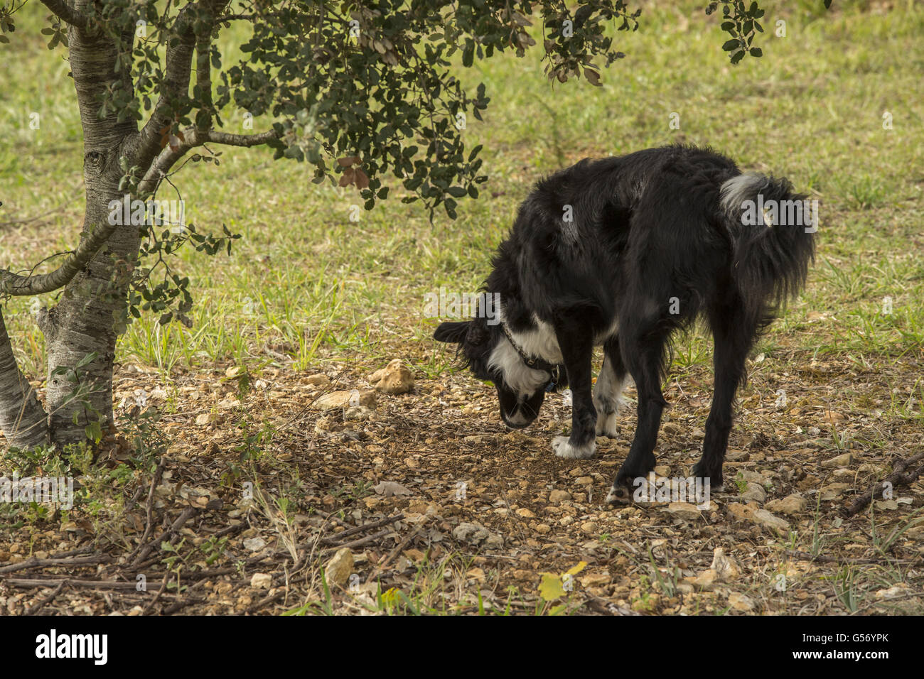 Perigord Truffle (Tuber melanosporum) truffle farm, Domestic Dog
