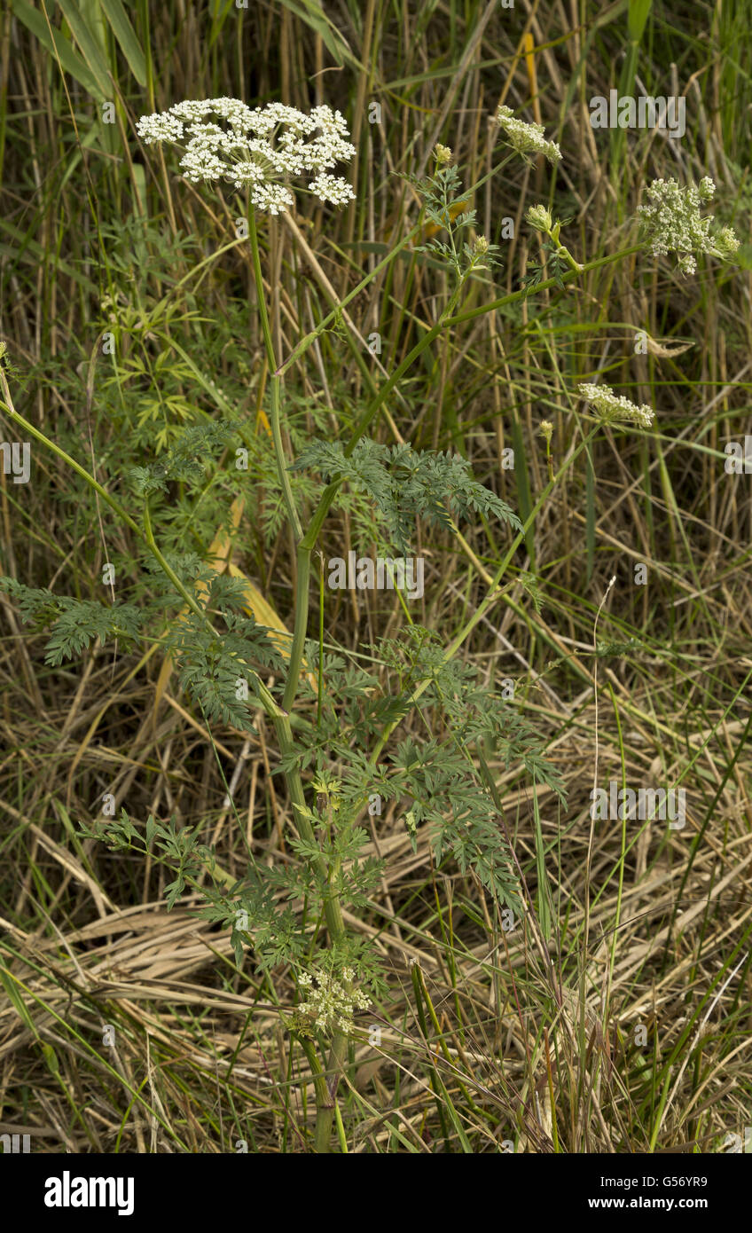 Milk-parsley (Peucedanum palustre) flowering, The Broads, Norfolk, England, August Stock Photo