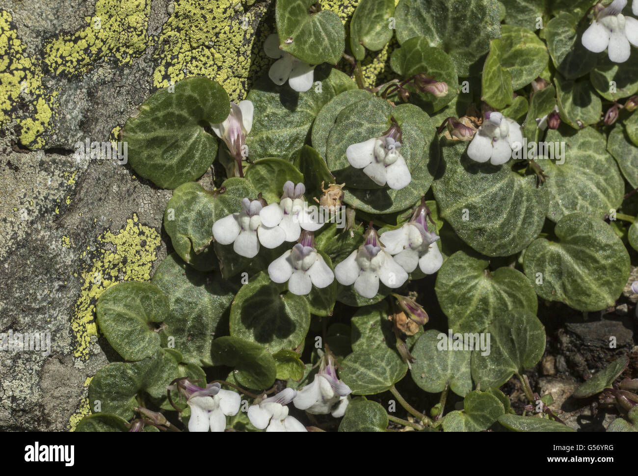 Corsican Toadflax (Cymbalaria hepaticifolia) flowering, Corsica, France, July Stock Photo