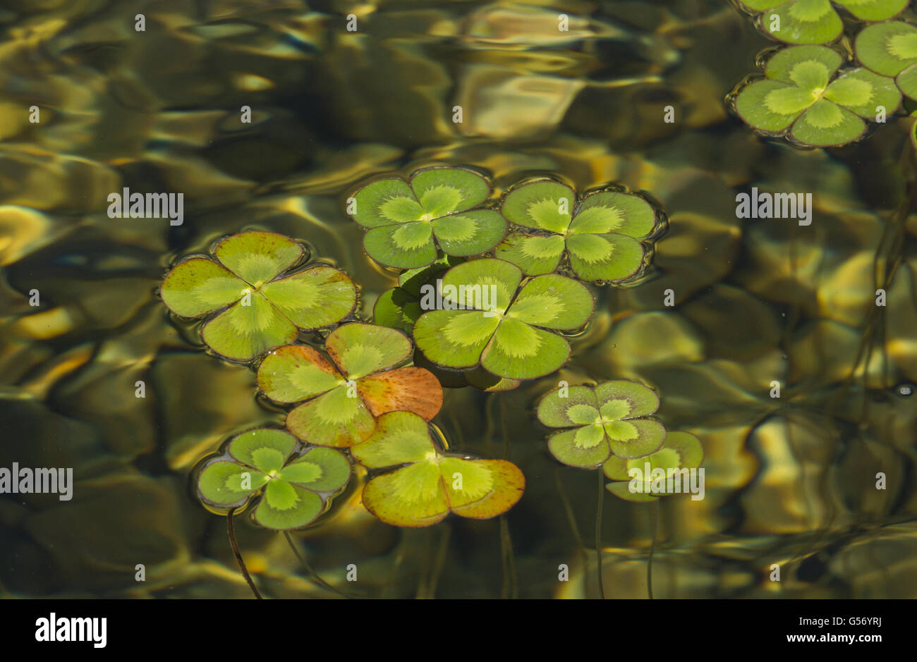 European Waterclover (Marsilea quadrifolia) introduced species, leaves floating on surface of water, Texas, U.S.A., February Stock Photo