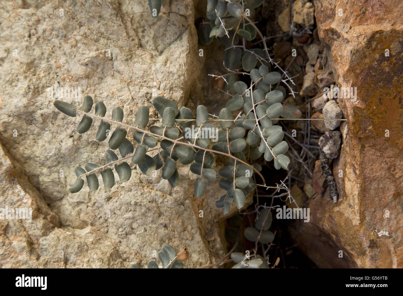 Small-leaf False Cloak Fern (Argyrochosma microphylla) growing on rock in desert, Big Bend N.P., Chihuahuan Desert, Texas, U.S.A., February Stock Photo