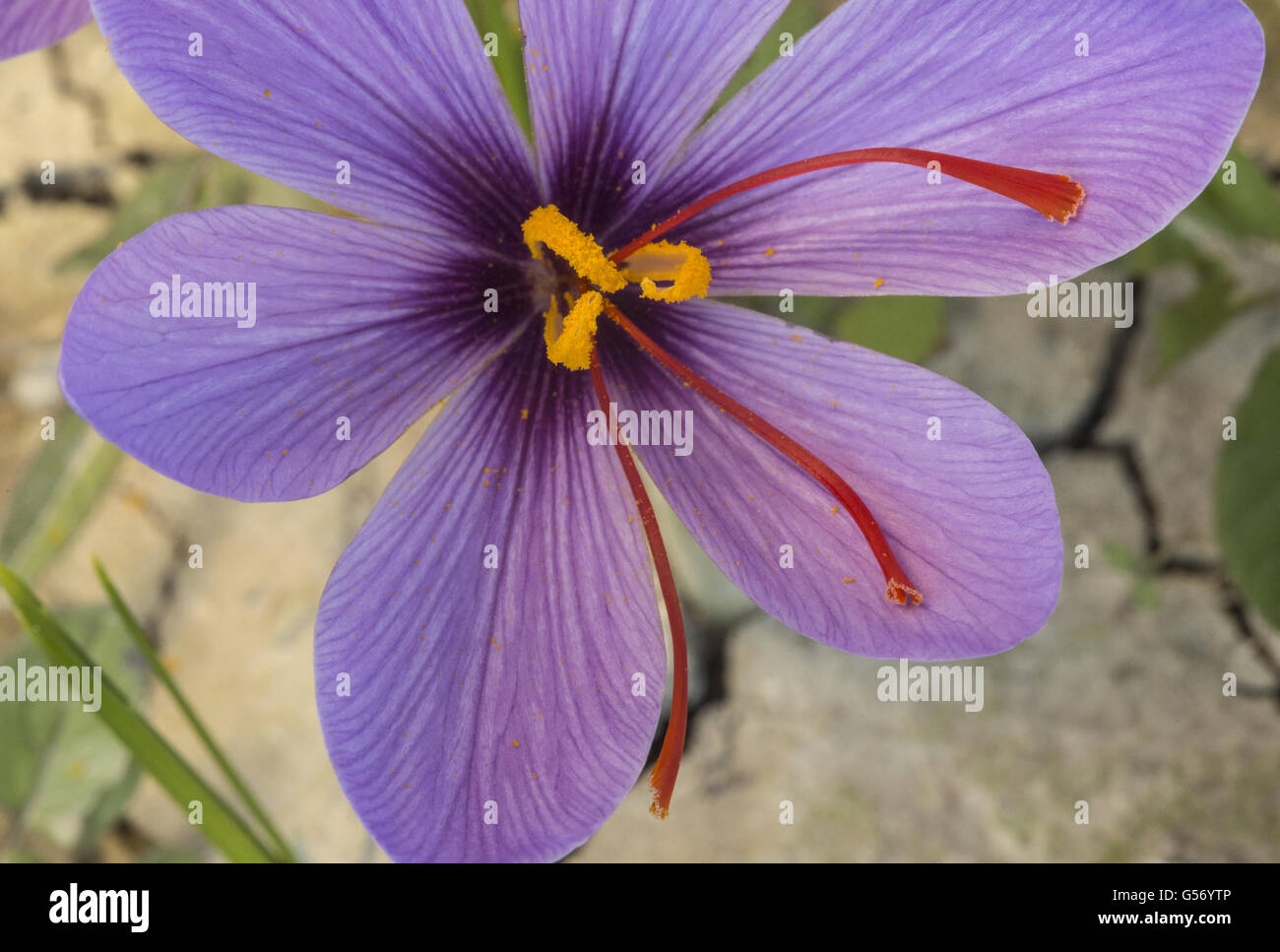Saffron crocus crocus sativus crop hires stock photography and images