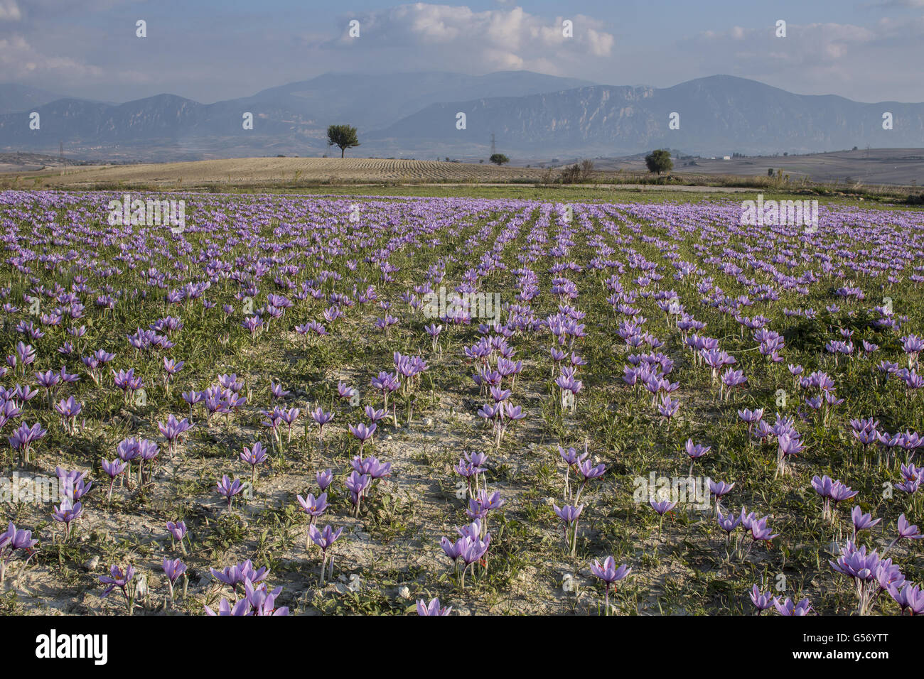 Saffron crocus crocus sativus crop hires stock photography and images