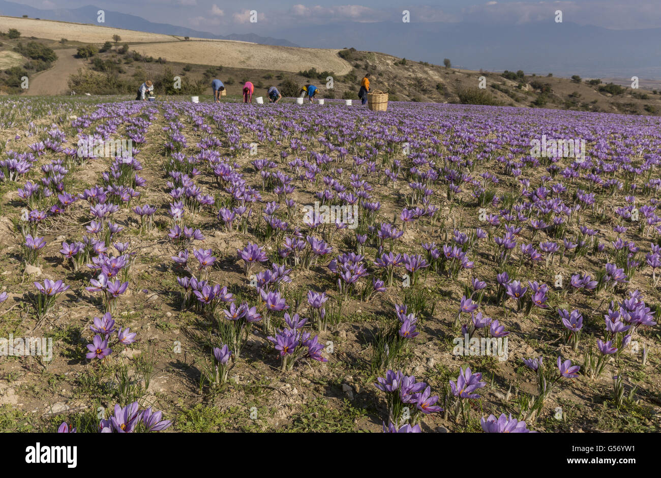 Saffron Crocus (Crocus sativus) crop, flowering in field with pickers
