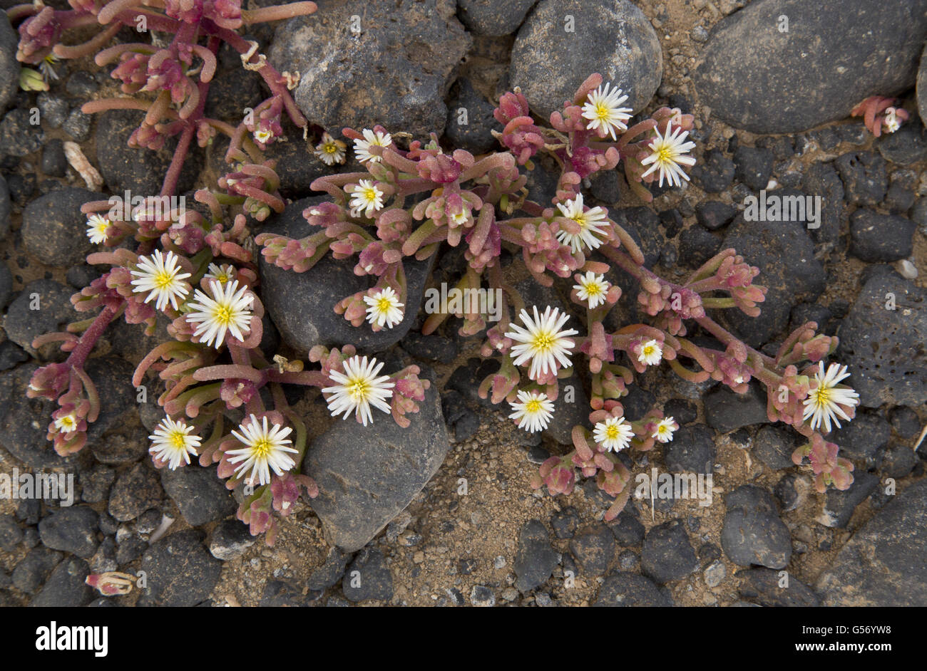 Slenderleaf Iceplant (Mesembryanthemum nodiflorum) introduced species, flowering, Lanzarote, Canary Islands, March Stock Photo