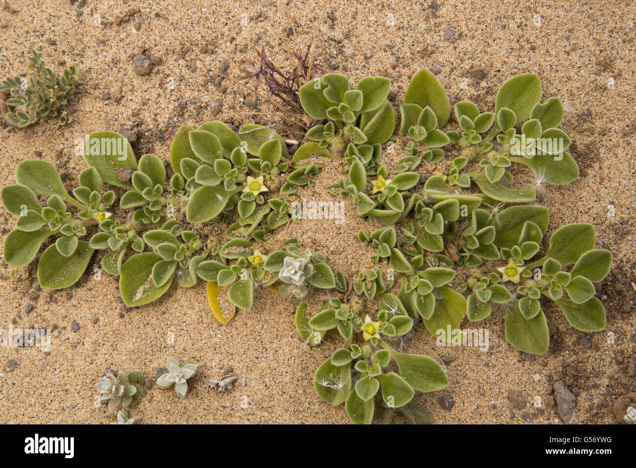 Canarian Iceplant (Aizoon canariense) flowering, Lanzarote, Canary Islands, March Stock Photo