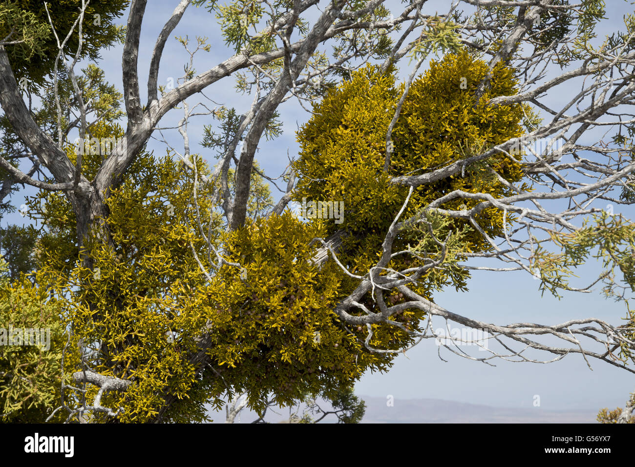 Juniper Mistletoe (Phoradendron juniperinum) hemiparasite on old Juniper (Juniperus sp.), Chisos Mountains, Big Bend N.P., Chihuahuan Desert, Texas, U.S.A., February Stock Photo