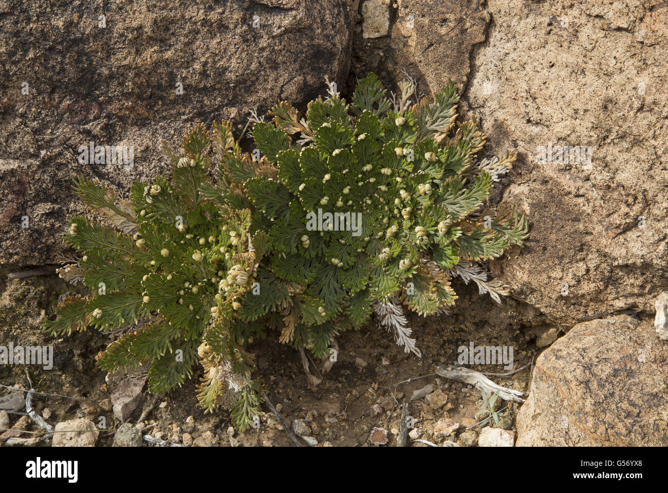 Resurrection Fern (Selaginella lepidophylla) growing amongst rocks in desert, Big Bend N.P., Chihuahuan Desert, Texas, U.S.A., February Stock Photo