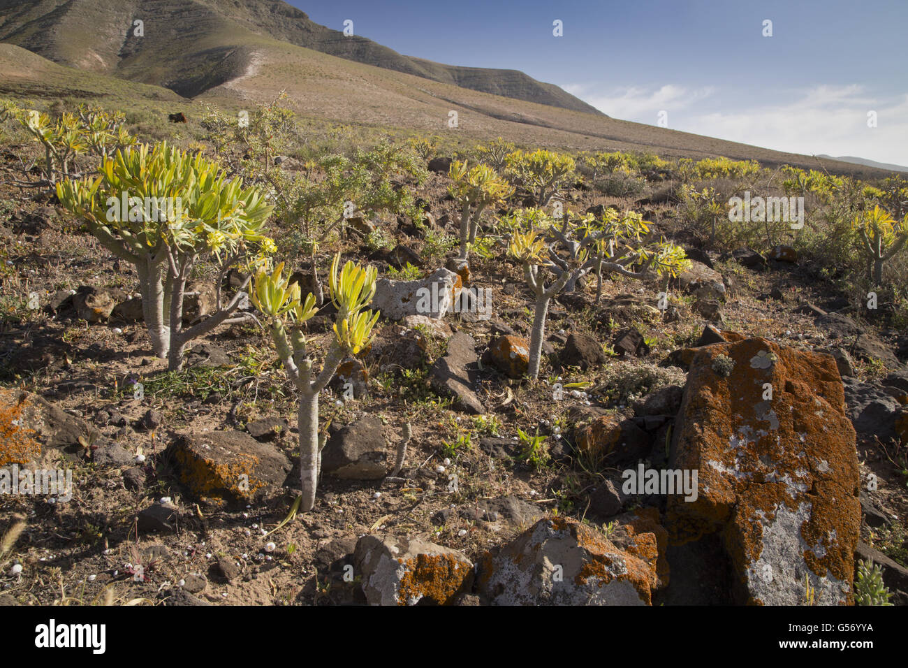 Verode (Kleinia neriifolia) habit, growing on dry volcanic hillside habitat, Lanzarote, Canary Islands, March Stock Photo