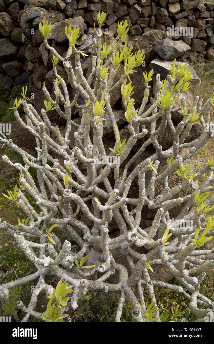 Verode (Kleinia neriifolia) habit, growing in dry area amongst volcanic rocks, Lanzarote, Canary Islands, March Stock Photo