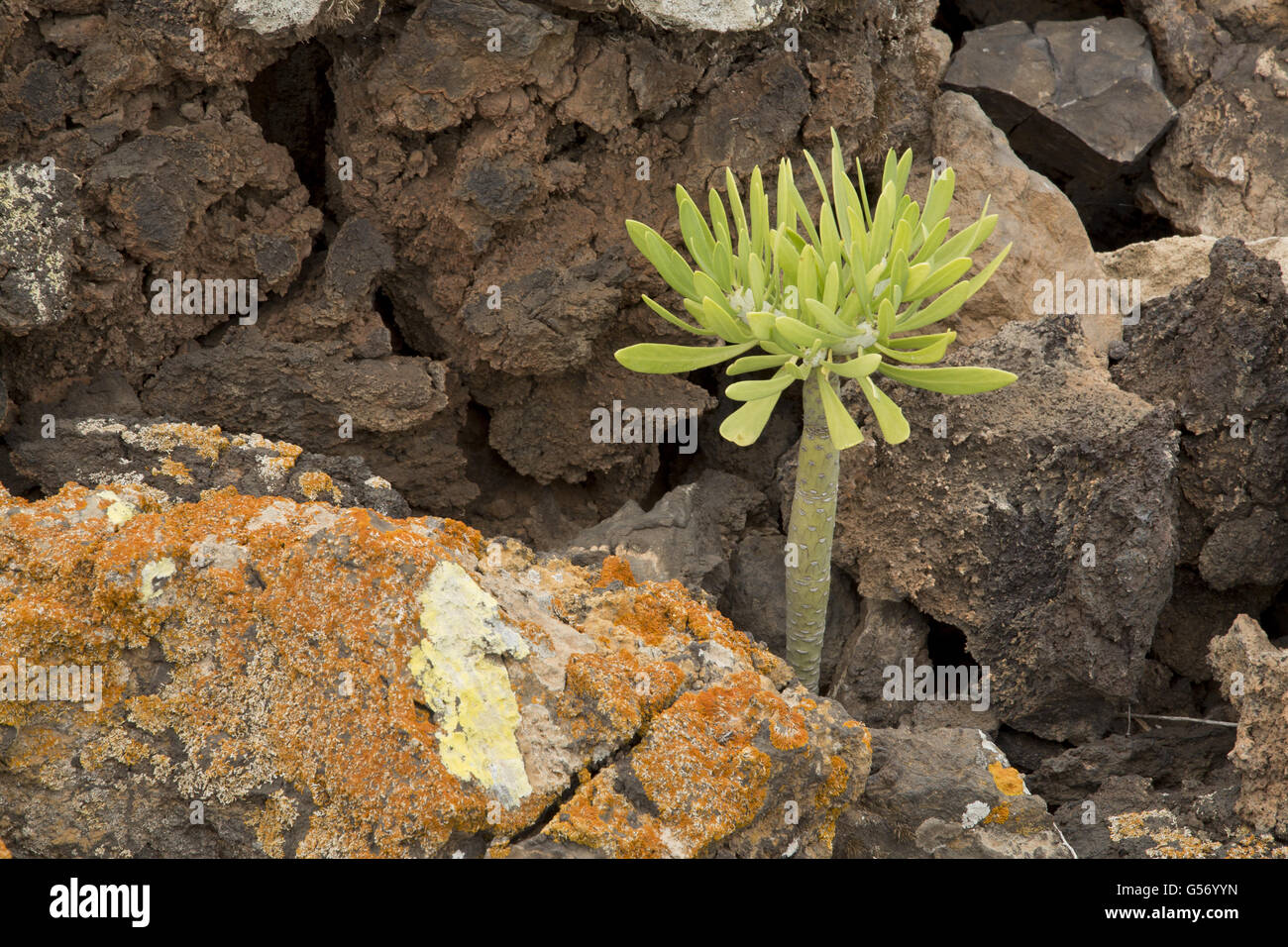 Verode (Kleinia neriifolia) young, growing in dry area amongst volcanic rocks, Lanzarote, Canary Islands, March Stock Photo