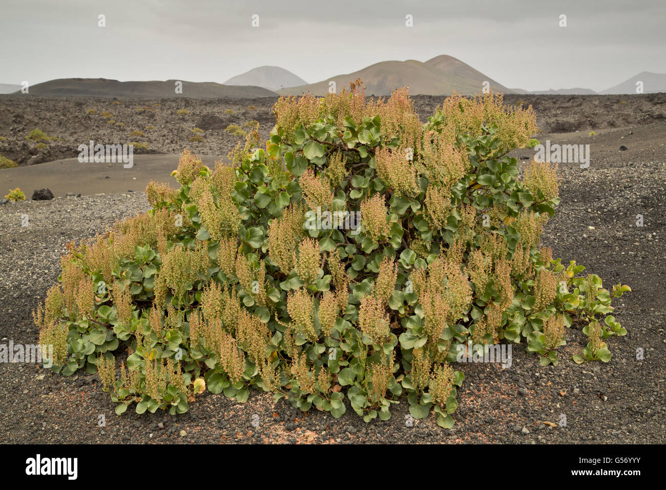 Canary Sorrel (Rumex lunaria) habit, growing on cinder, Timanfaya N.P., Lanzarote, Canary Islands, March Stock Photo