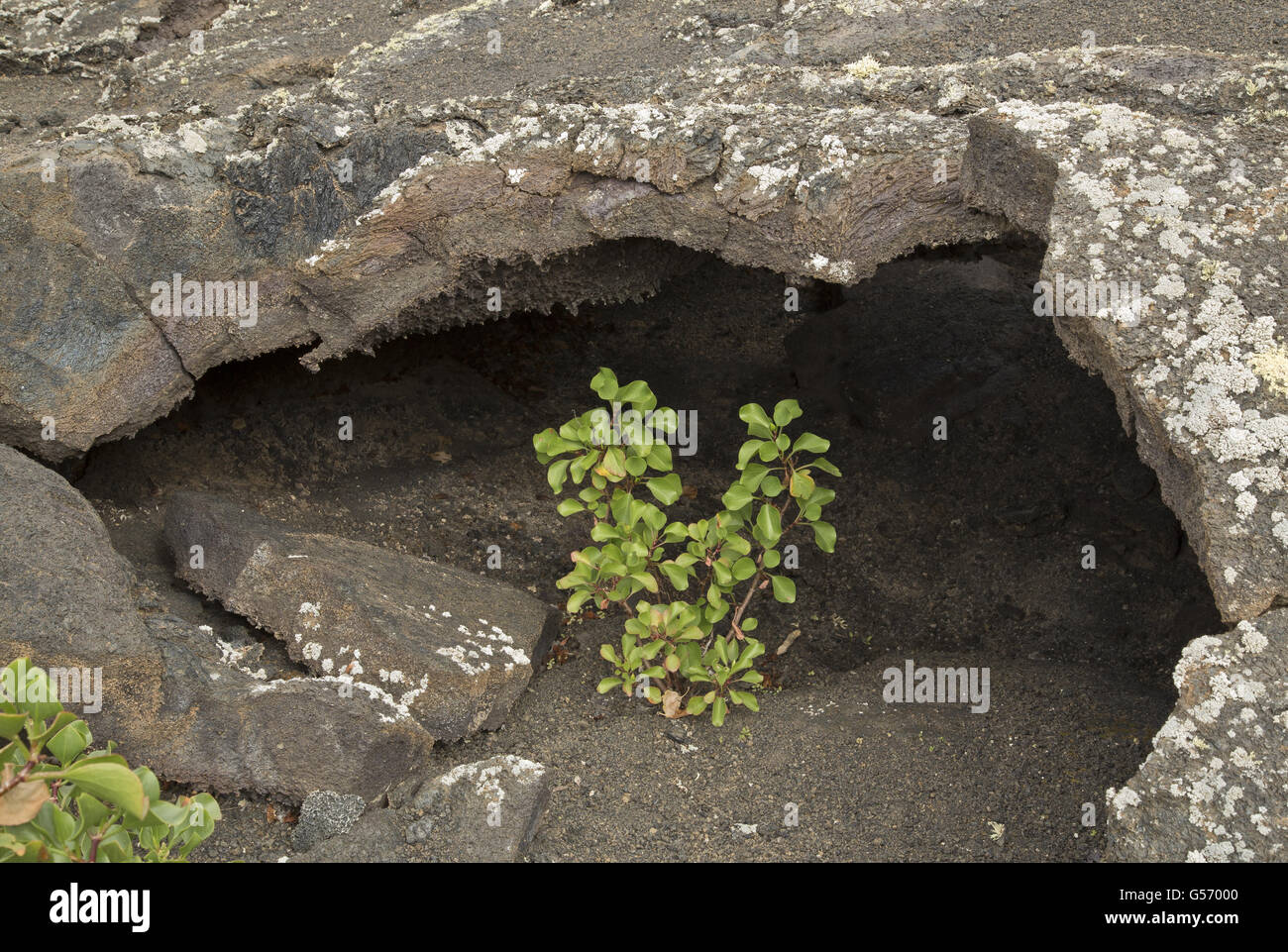 Canary Sorrel (Rumex lunaria) habit, growing on cinder in lava tunnel, Timanfaya N.P., Lanzarote, Canary Islands, March Stock Photo