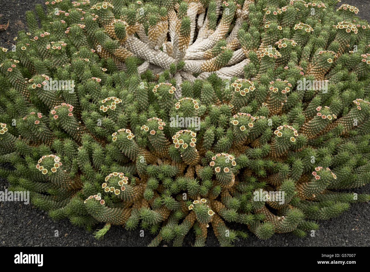 Medusa's Head (Euphorbia caput-medusae) flowering, endemic to South Africa Stock Photo