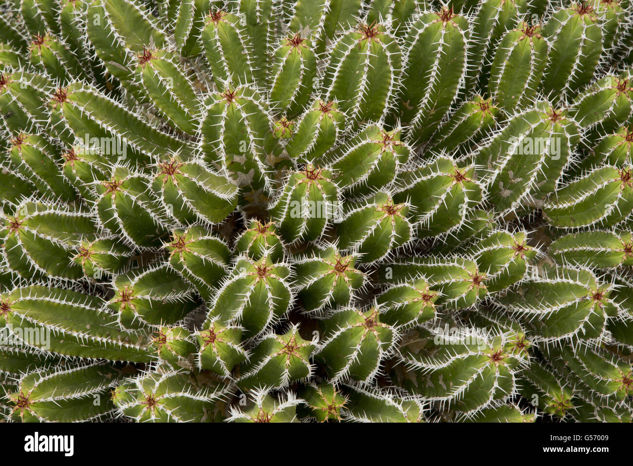 Officinal Spurge (Euphorbia officinarum echinus) endemic to Morocco Stock Photo