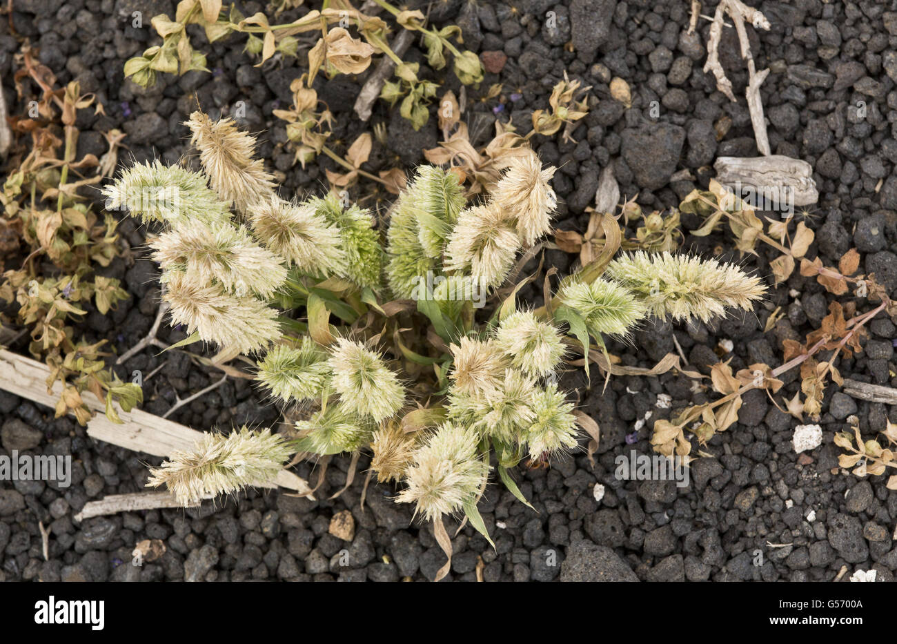 Goldentop Grass (Lamarckia aurea) flowering, Lanzarote, Canary Islands, March Stock Photo