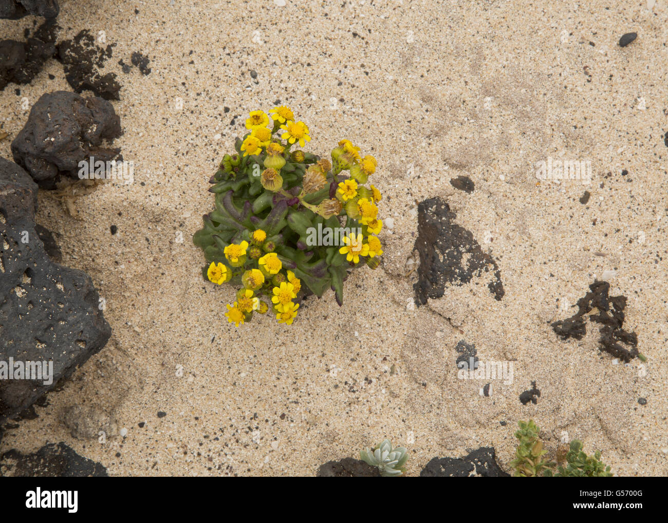 Coastal Ragwort (Senecio leucanthemifolius facifolius) flowering, growing on sand at coast, Lanzarote, Canary Islands, March Stock Photo