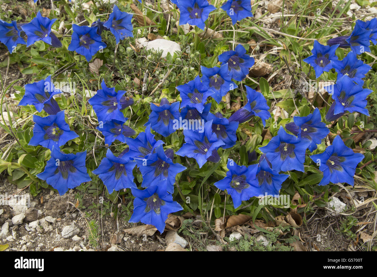 Appennine Trumpet Gentian (Gentiana dinarica) flowering, growing in limestone grassland (at 1500m), Monti Sibillini, Apennines, Stock Photo