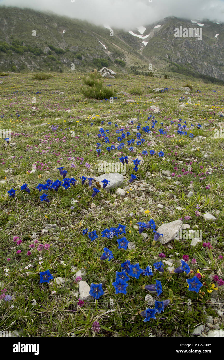Appennine Trumpet Gentian (Gentiana dinarica) flowering mass, growing in limestone grassland habitat (at 1500m), Monti Sibillini, Apennines, Italy, May Stock Photo