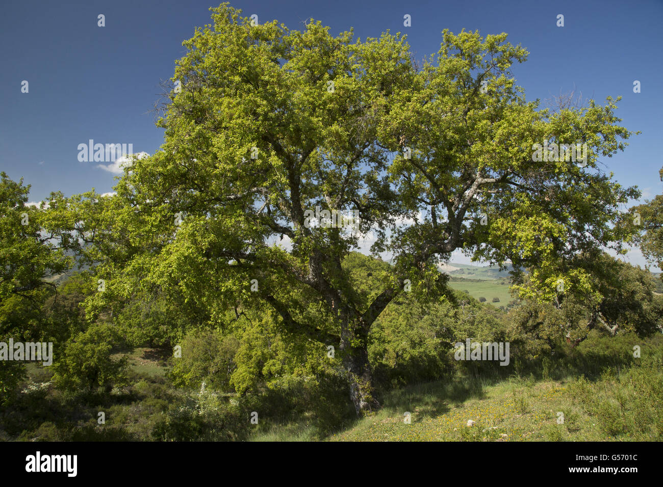 Algerian Oak (Quercus canariensis) habit, growing in old dehesa habitat, Sierra de Grazalema, Cadiz Province, Spain, April Stock Photo