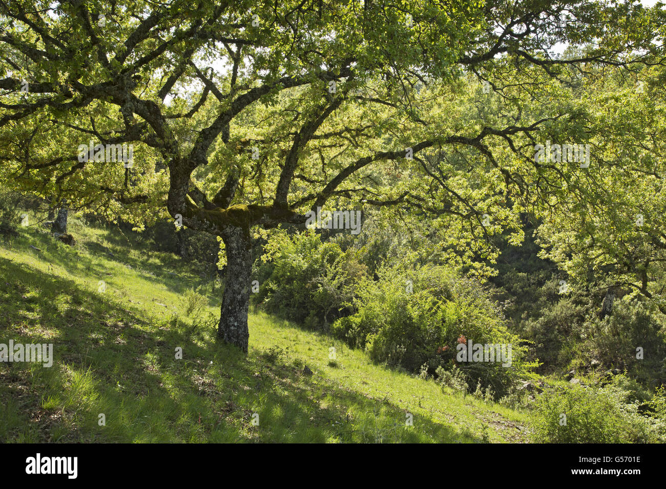 Algerian Oak (Quercus canariensis) habit, growing in old dehesa habitat, Sierra de Grazalema, Cadiz Province, Spain, April Stock Photo