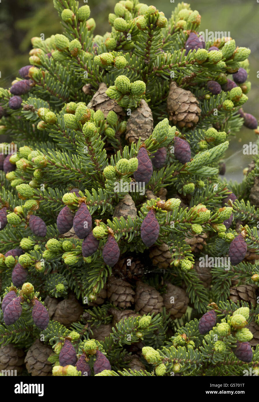 Black Spruce (Picea mariana) close-up of mature and immature female cones, Newfoundland, Canada, July Stock Photo