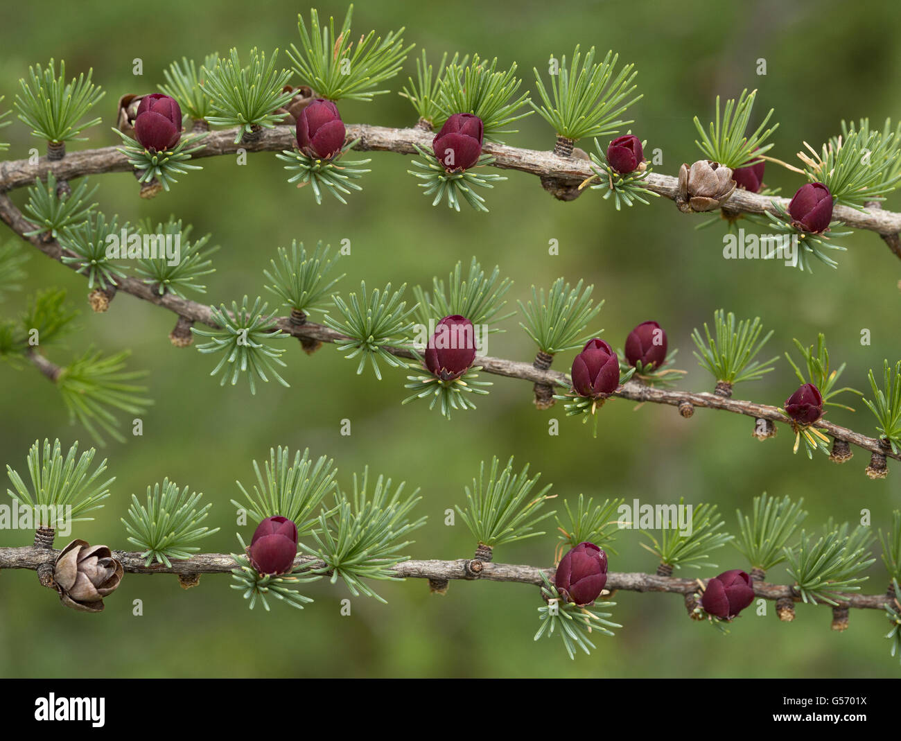Tamarack (Larix laricina) close-up of female cones and flowers, Newfoundland, Canada, July Stock Photo