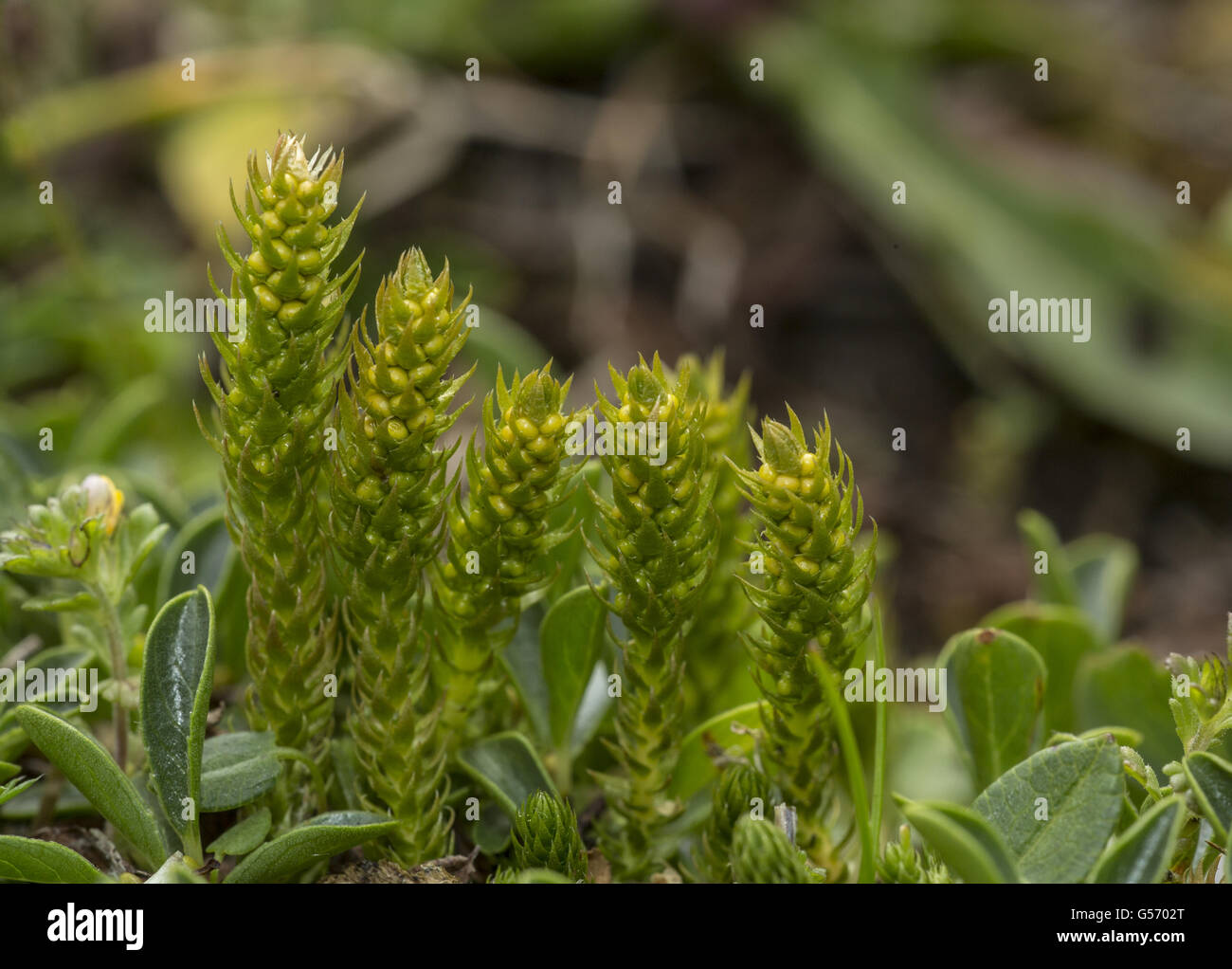 Lesser Clubmoss (Selaginella selaginoides) with fertile spikes, growing in montane grassland, Dolomites, Italian Alps, Italy, July Stock Photo