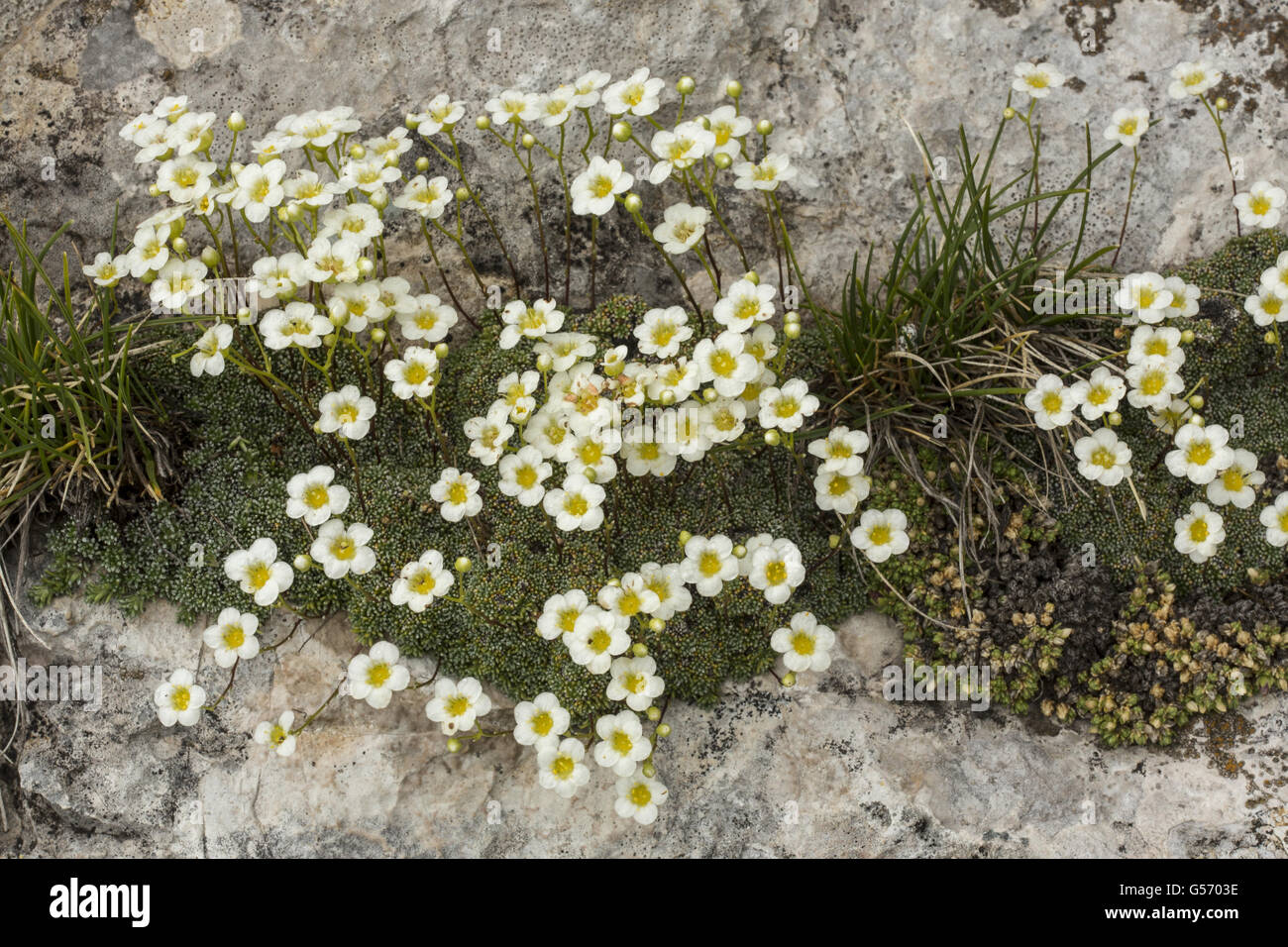 Dolomite Saxifrage (Saxifraga squarrosa) flowering, Dolomites, Italian Alps, Italy, July Stock Photo