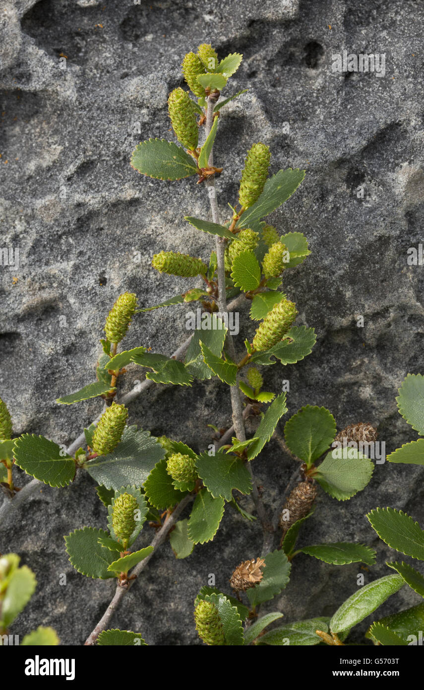 Bog Birch (Betula pumila) with female catkins, Newfoundland, Canada, July Stock Photo