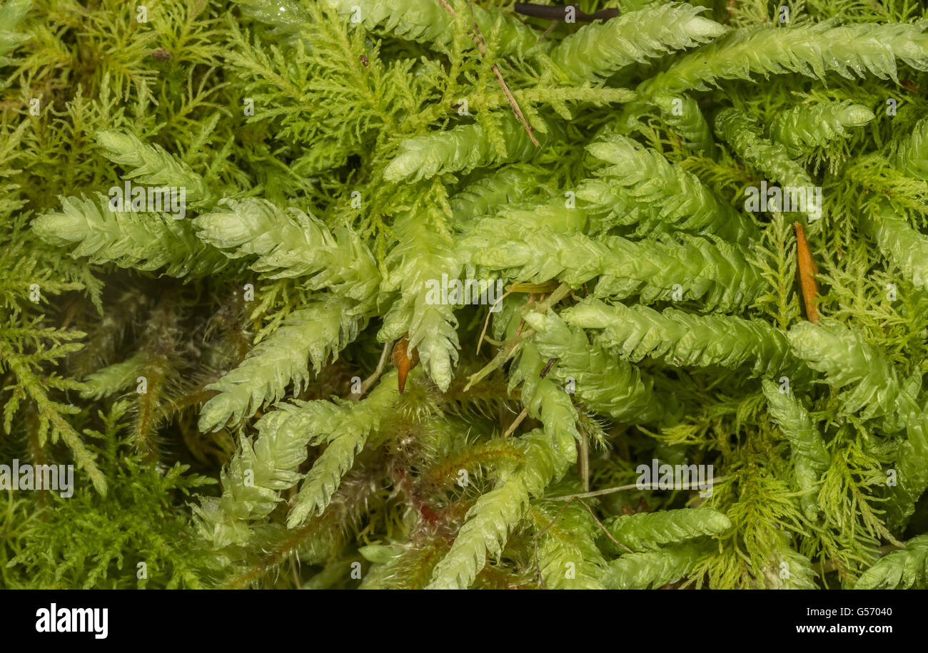 Bifid Crestwort (Lophocolea bidentata) Exmoor N.P., Somerset, England, October Stock Photo