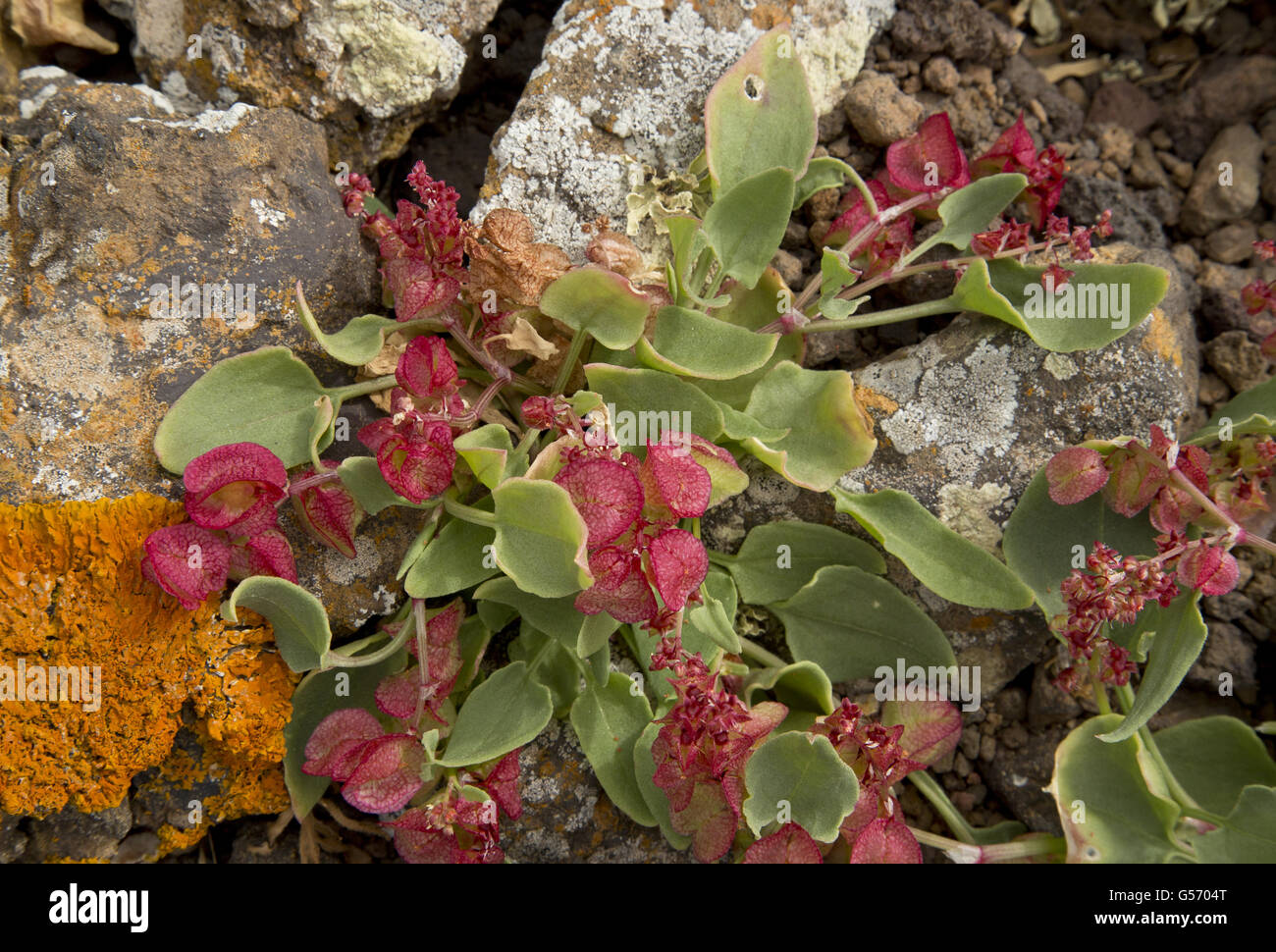 Bladderdock (Rumex vesicarius var. rhodophysa) in flower and fruit, growing on lava, Lanzarote, Canary Islands, March Stock Photo