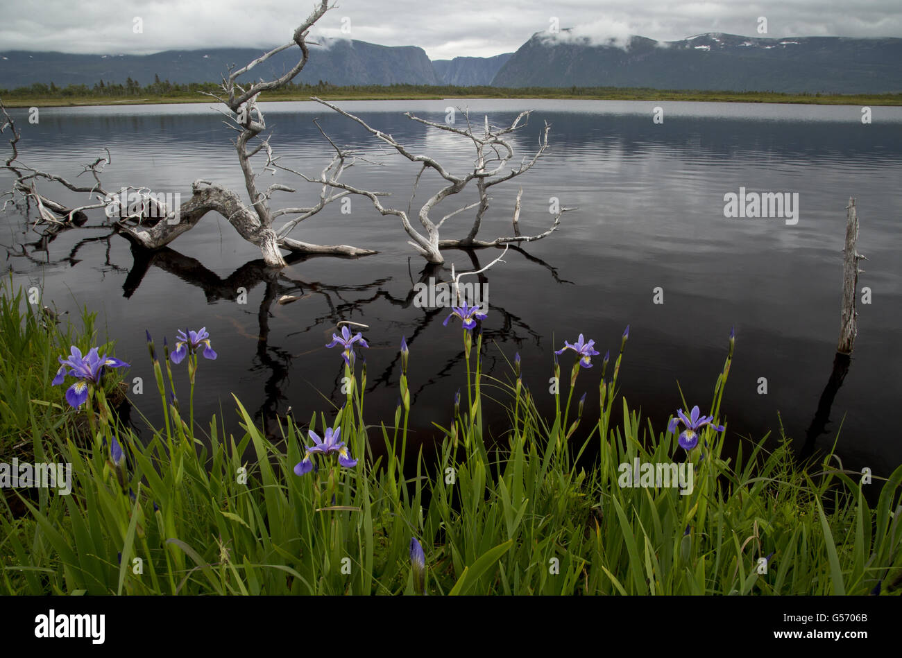 Blue Flag Iris (Iris versicolor) flowering, growing at edge of water, with Long Range Mountains in background, Jerry's Pond, Western Brook, Gros Morne N.P., Newfoundland, Canada, July Stock Photo